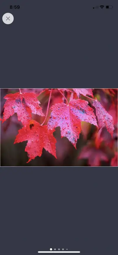 Tree Removal/Trimming, View more