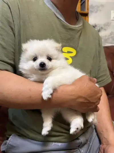 Adorable Toy Pomeranian (1 LEFT), View more