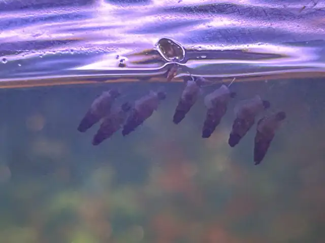 Malaysian trumpet snails $0.50 each in Fish for Rehoming in Brantford - Image 5