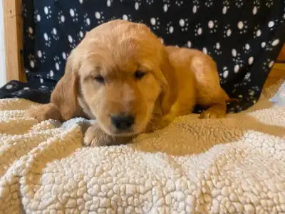 Golden Retriever Puppies, View more