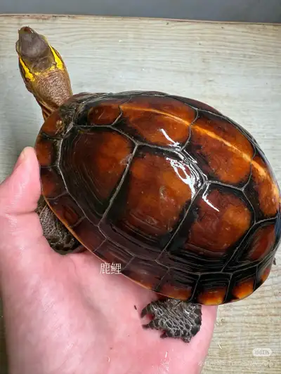 Buying box turtles, View more