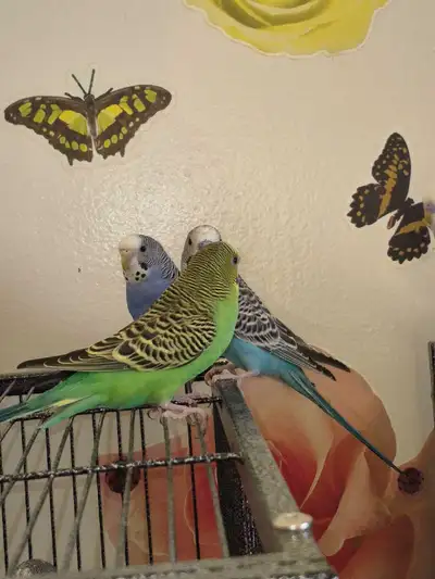 Beautiful Budgies, View more