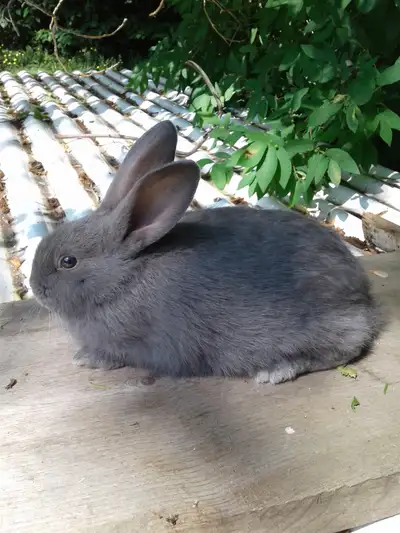 New Zealand Blue Rabbits Male and Female available 8 weeks old Pick up in New Lowell