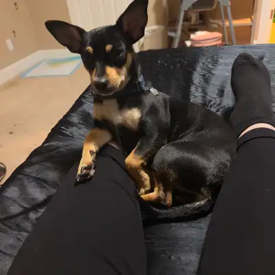 Coco needs her Furever home (chiweenie) chihuahua wiener dog, View more