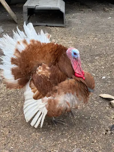 Turkeys for sale , View more