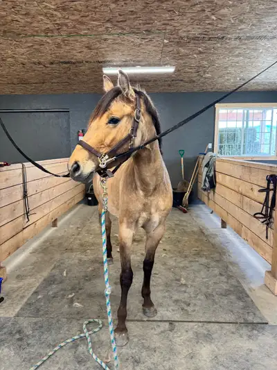 14.2hh unstarted mare, View more