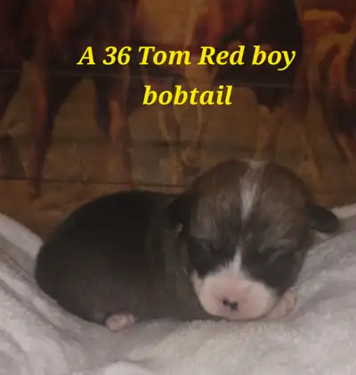 Corgi and Corgi mixes to rehome, View more