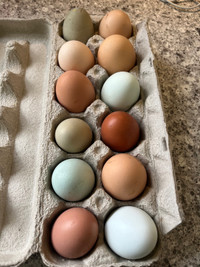 Free Range chicken eggs (eating and hatching) 