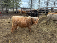 Highland yearling bull