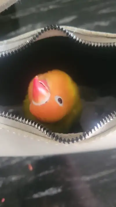 YELLOW LUTINO FISCHER LOVEBIRD LOOKING FOR A HOME, View more