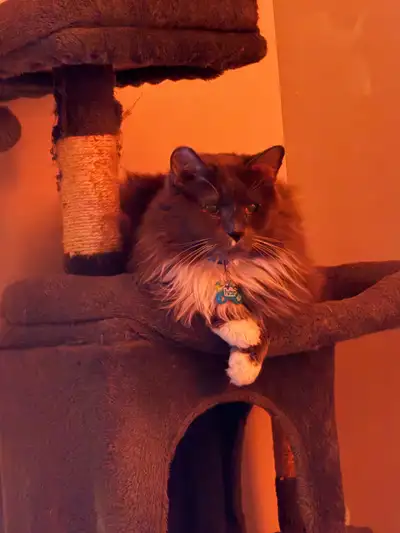  URGENT: 2 Sweet Cats Need Loving Home (All Supplies Included), View more