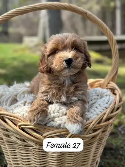 We have a beautiful litter of mini Goldendoodle puppies available for sale. These puppies are expect...