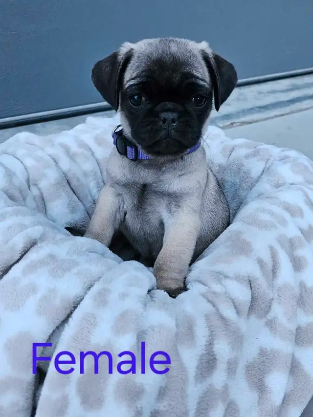 Pug Puppies in Dogs & Puppies for Rehoming in Portage la Prairie - Image 3
