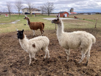 2 males Lamas