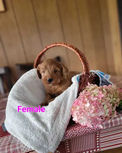 Mini Labradoodles, View more