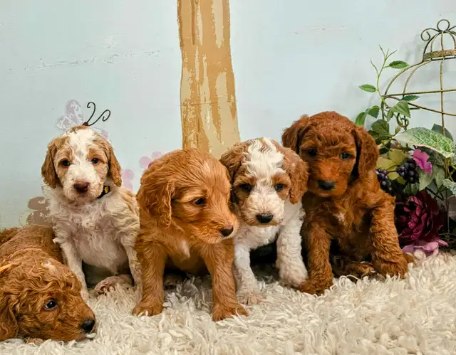 Gorgeous Goldendoodle Puppies! in Dogs & Puppies for Rehoming in Edmonton - Image 4