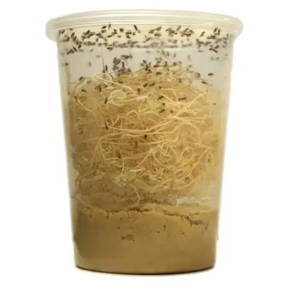 Fruit Flies Culture and Springtails available, View more