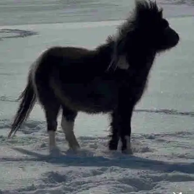 Shetland Gelding, View more