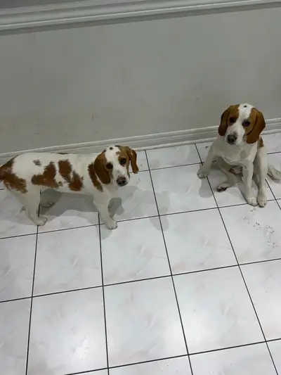 Beagles puppies, View more