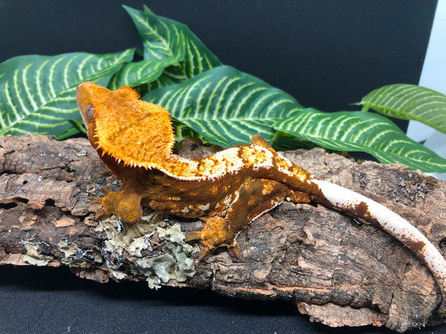 Male crested gecko in Reptiles & Amphibians for Rehoming in Delta/Surrey/Langley
