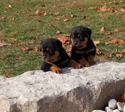 Purebred Rottweiler Puppies, View more