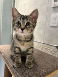 Chaton female  adorable qui vous attend.