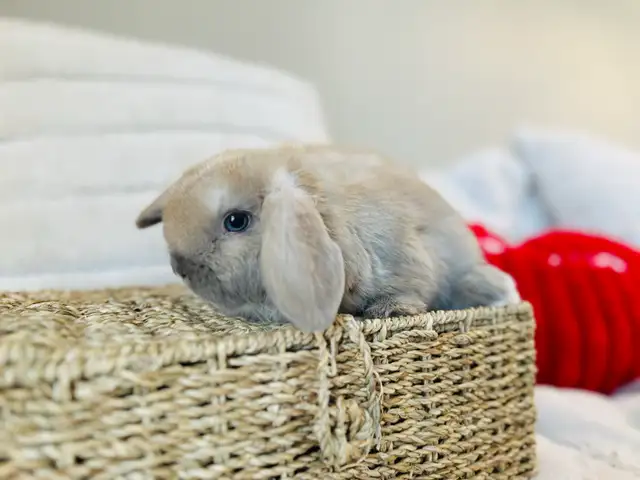 lapins-nain bélier hollandais mâles in Small Animals for Rehoming in Laval / North Shore - Image 9