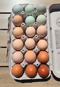 Hatching Eggs - Price Reduced!