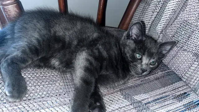 Male Black kitten with blue eyes  in Cats & Kittens for Rehoming in City of Montréal - Image 6