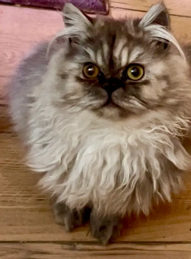 ❤️LOVECATS TICA reg. Cattery:  Persian Himalayans and Himalayans