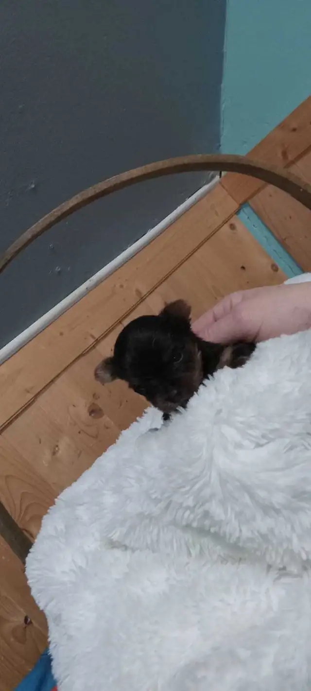 Yorkshire Terrier miniatures in Dogs & Puppies for Rehoming in Gatineau - Image 4