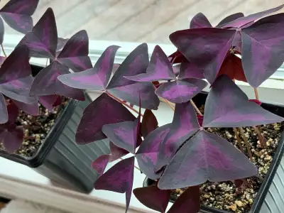 Purple Oxalis Shamrock Plants, View more