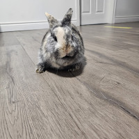 Adorable Rabbit for Sale - Loving Home Needed