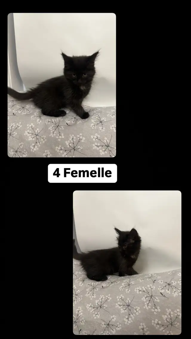 Petits chatons, bien lire description! in Cats & Kittens for Rehoming in Longueuil / South Shore - Image 5