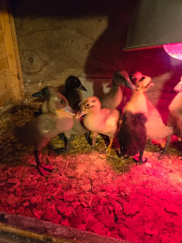 Runner  ducklings in Livestock in Hamilton - Image 5