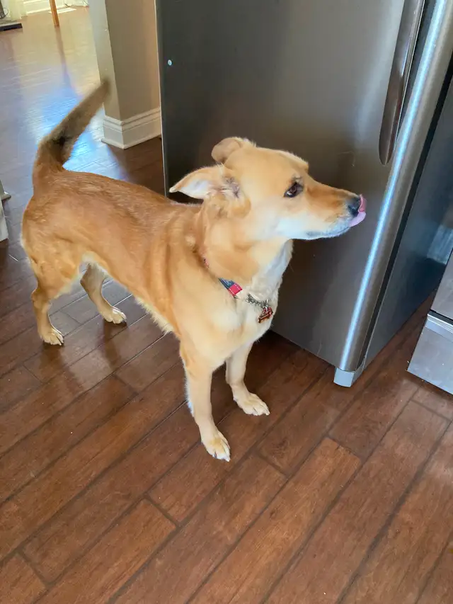 German Shepherd / Lab Mix Beautiful Dog re-homing in Dogs & Puppies for Rehoming in Markham / York Region - Image 5