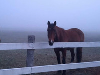 Looking for: Equestrian facility/pasture