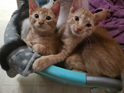 We have 2 very sweet orange Maine Coon cross kittens that are still looking for their forever homes....