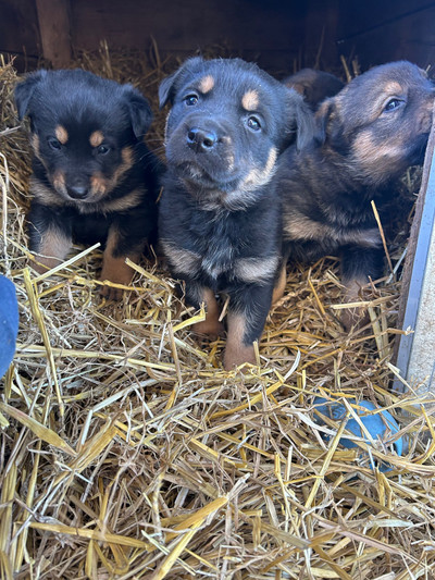 4 Rottweiler husky pups