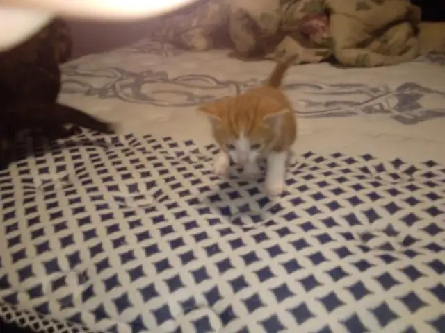 2 chatons mâles qui restent in Cats & Kittens for Rehoming in Drummondville - Image 6