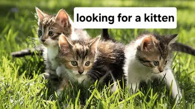 looking for a kitten, View more