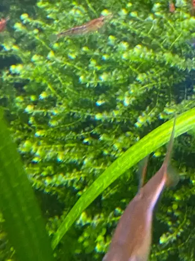 Aquatic Plants for sale, View more