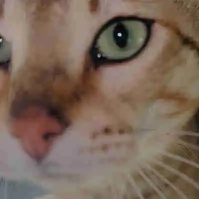 Savannah adults available   Victoria B.C., View more