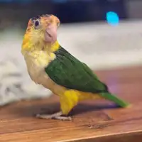 Baby white belly caique