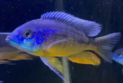 We have everything from Breeding groups, Show Males, and smaller cichlids for your grow-out tank! Wi...