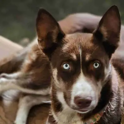 Chiot 5mois et 2 Belles femelles husky 1an ,propre et dresser, View more