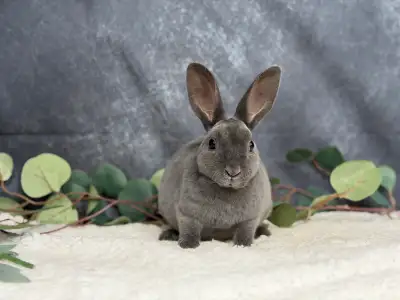 Young female mini Rex, View more