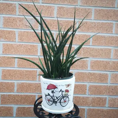 Sansevieria Fernwood with 7-inch ceramic pot, View more
