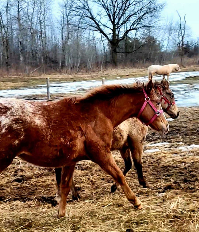 2023 registered appaloosa filly in Horses & Ponies for Rehoming in Oshawa / Durham Region - Image 2