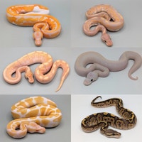 PYTHONS ROYAL / BALL PYTHONS West Island Greater Montréal Preview